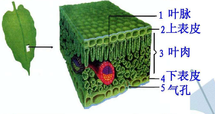 双子叶植物叶片结构