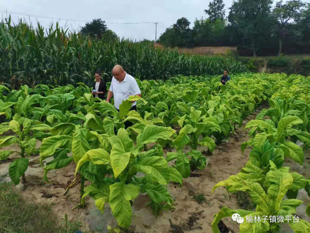 正宁县榆林子镇积极开展第三季度踏查铲毒工作