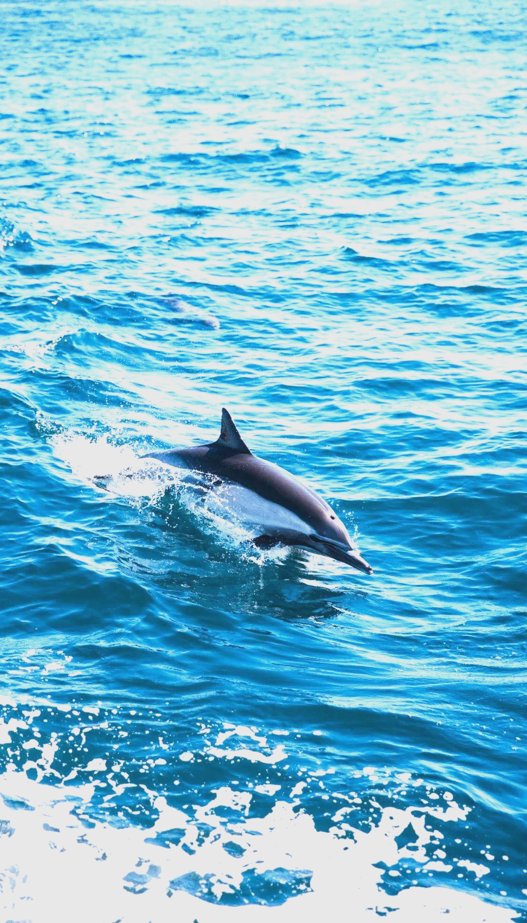 海豚是鱼类还是哺乳类?