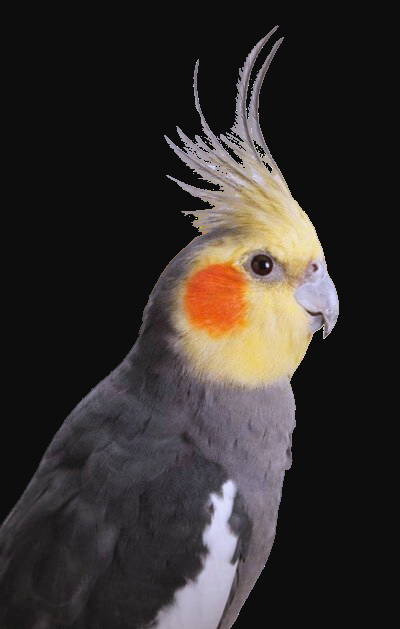 玄凤鹦鹉饲养要点及注意事项