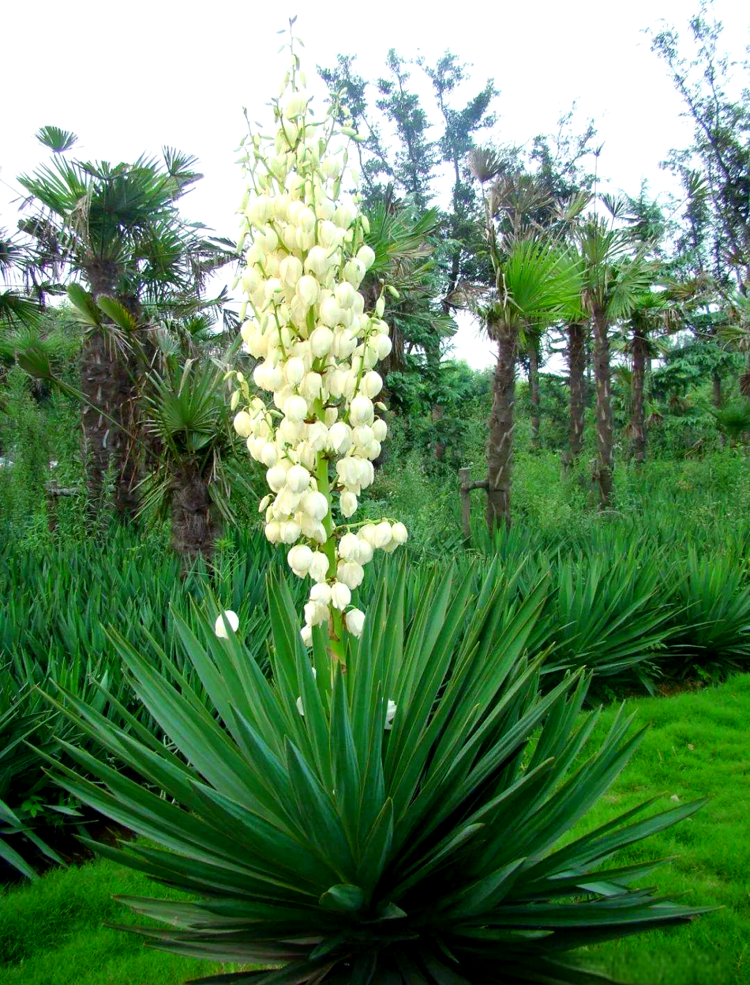 凤尾兰的多样用途与养护指南