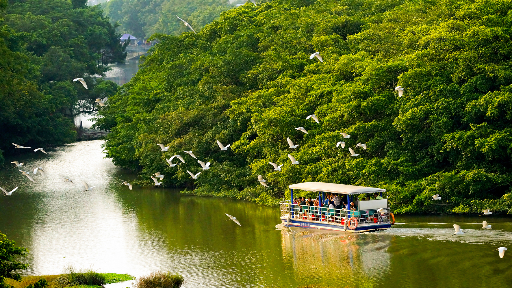 巴金笔下"鸟的天堂",如今鸟鸣更动听