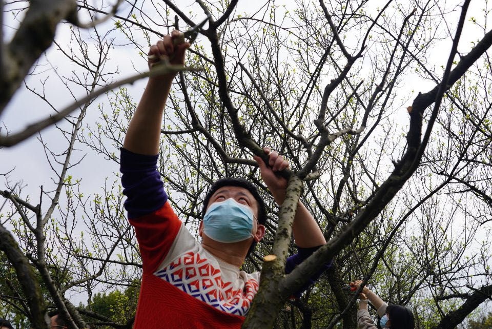 梅花如何修剪造型图片