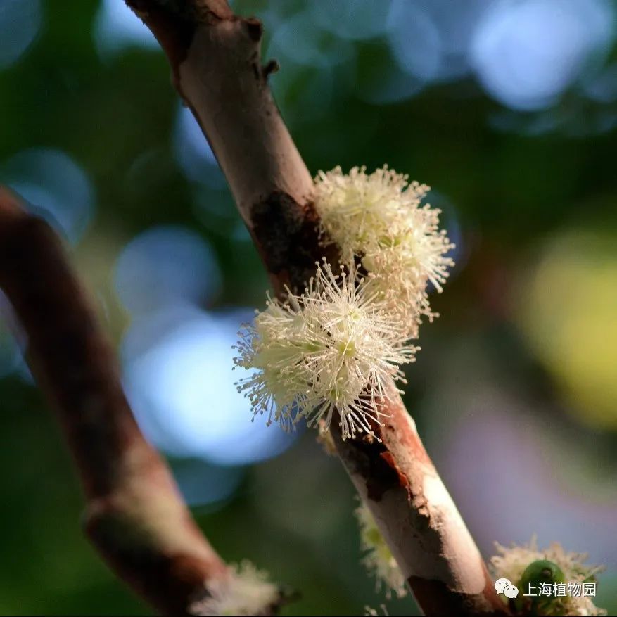 长在树上的葡萄