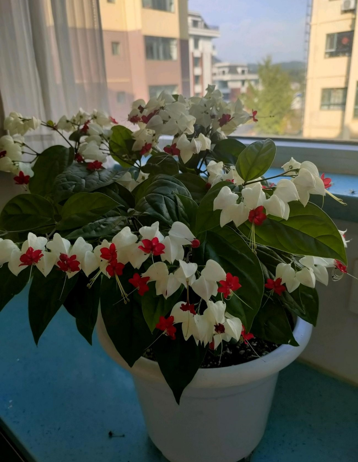 你的阳台还缺花吗?养棵"九龙吐珠"吧,美丽又好养,四季能赏花