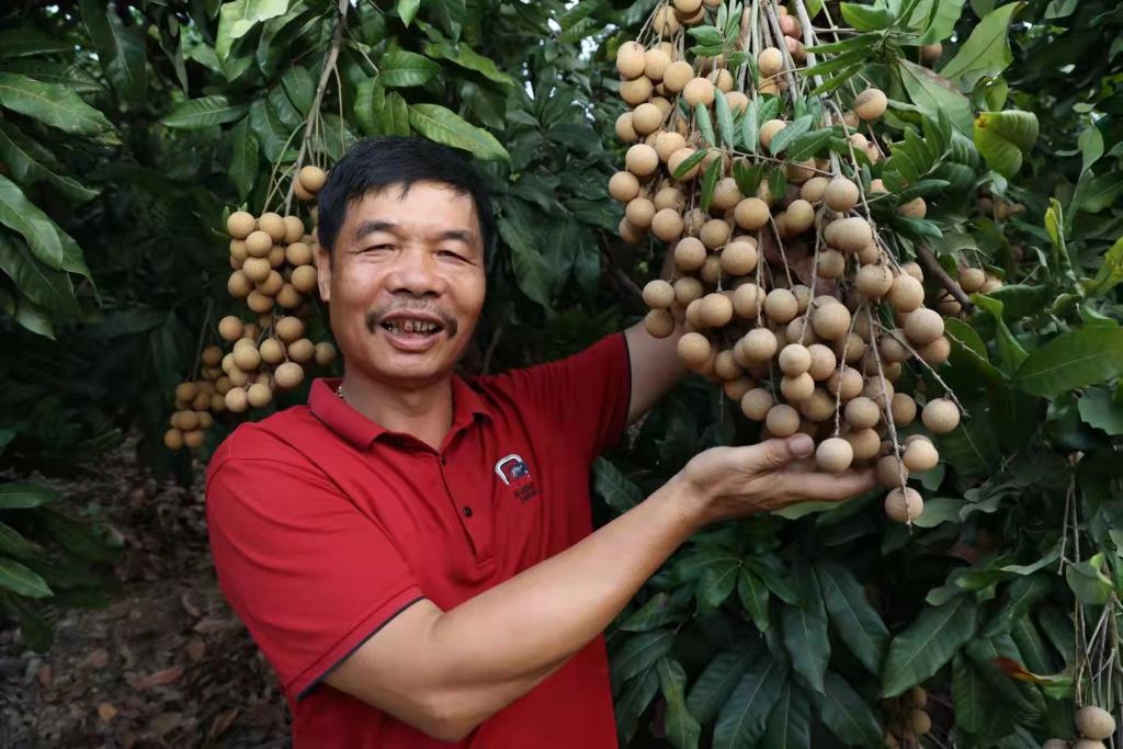 "凤梨穗"龙眼丰收啦!快来品尝打卡