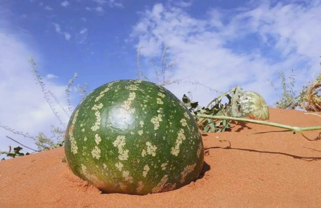 硒砂瓜:从沙漠中走出的新宠及其背后的挑战