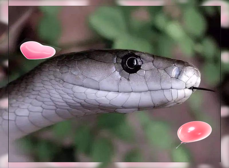 黑曼巴蛇:毒性极强且攻击性极高的毒蛇种类