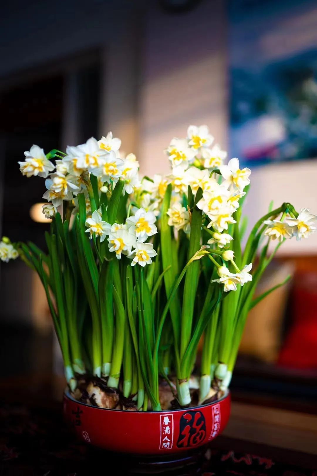 上海非遗"崇明水仙",全面上市!