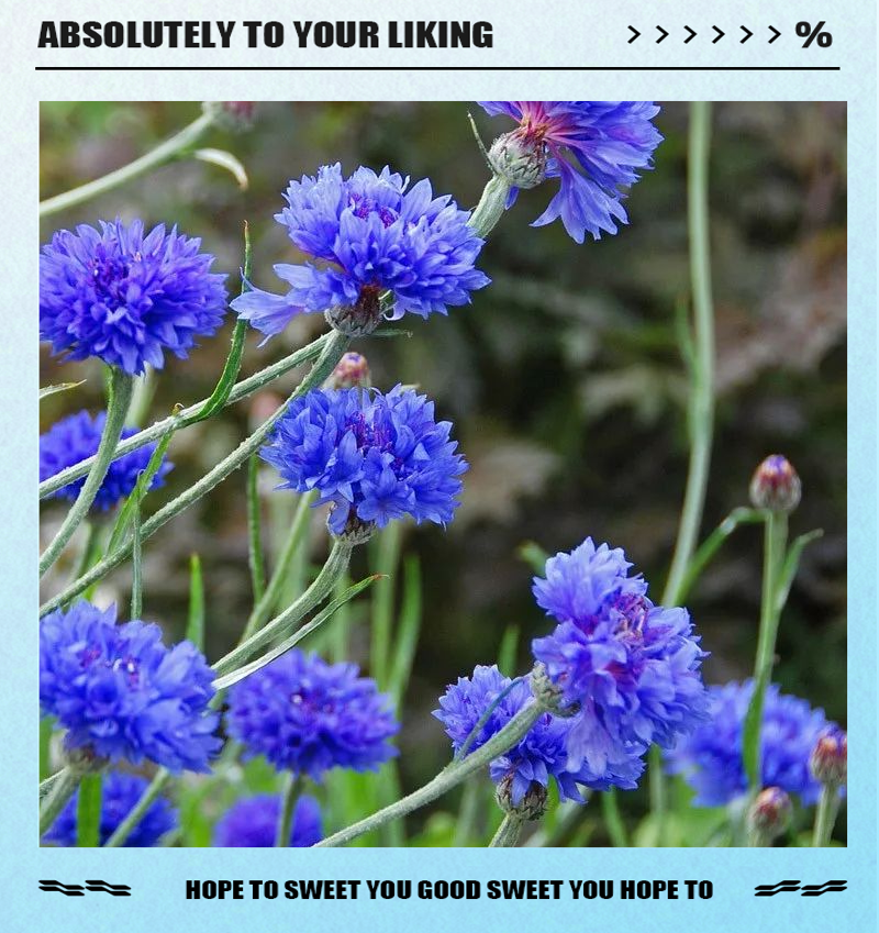 蓝色矢车菊:遇见幸福的德国国花