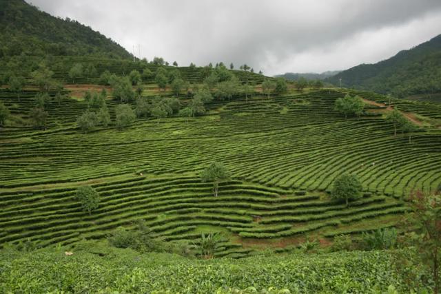 世界茶王吐芬芳 芳香镇沅美名扬——镇沅