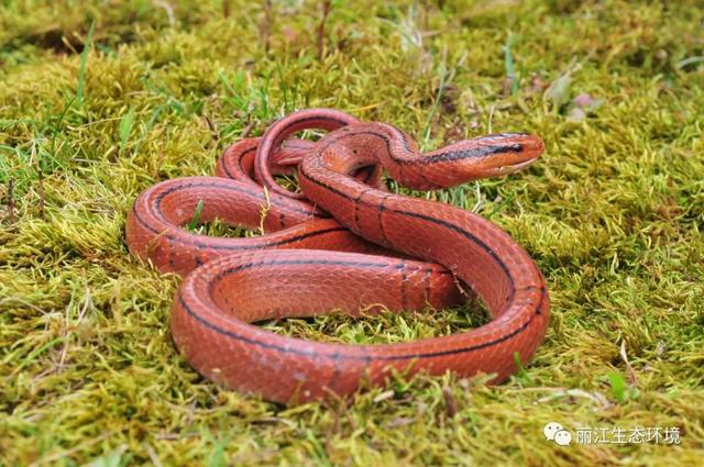 「生物多样性百科」紫灰锦蛇