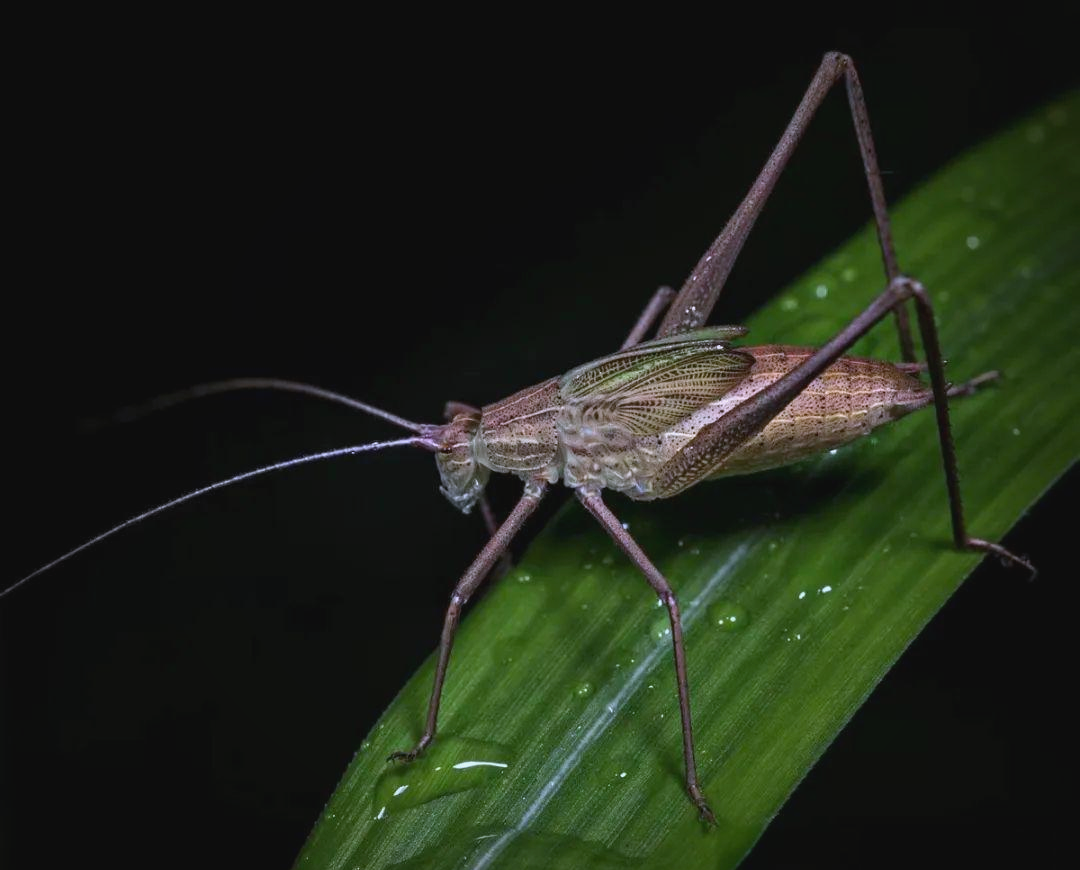 螽斯探秘:种类,特征与文化意义的全面解析