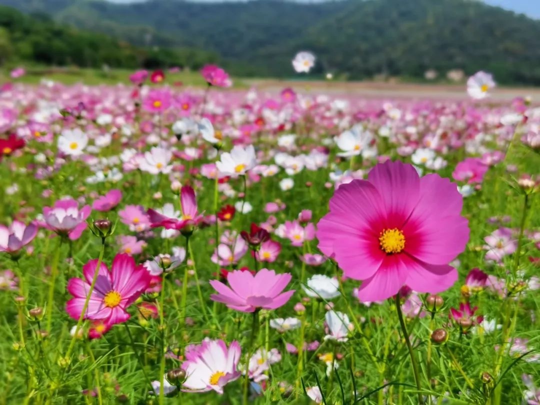 东莞格桑花花海图片