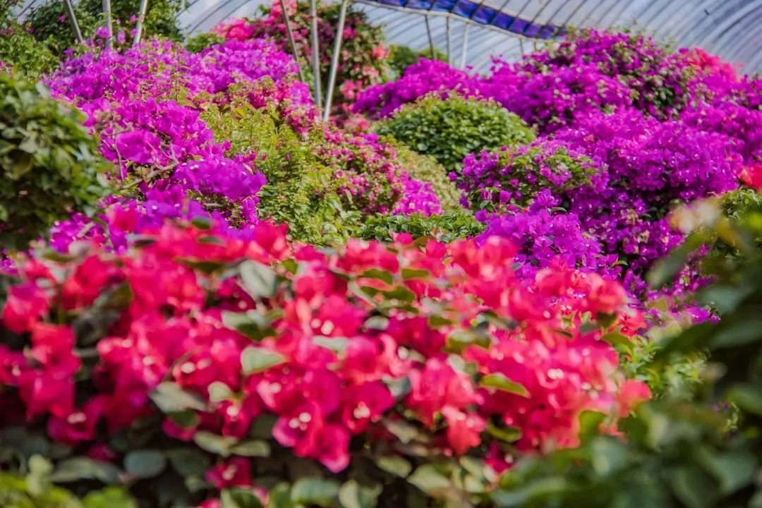 畅游花的海洋共赴瑞金红都幸福花海