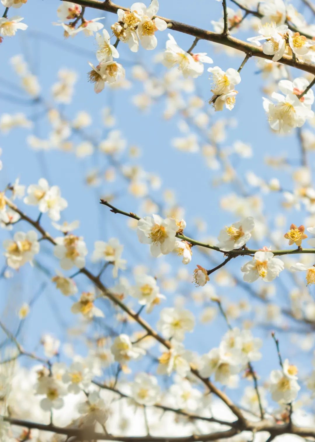 这个春天,来看安徽高校春景图!