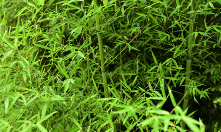 大熊猫爱吃的竹子是毛竹还是青川箭竹