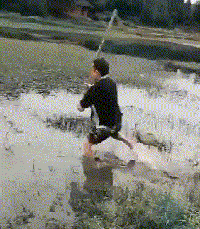 没什么天敌的这货,不管是在动物园还是野外都是嚣张的一匹。。打又打不过,打过了还得坐牢 第2张