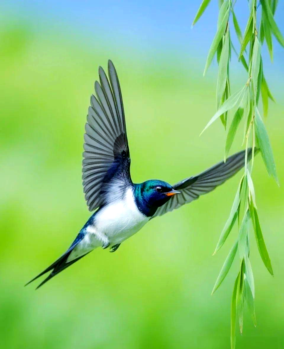 解读燕子意象:象征爱情与时光变迁的诗意表达