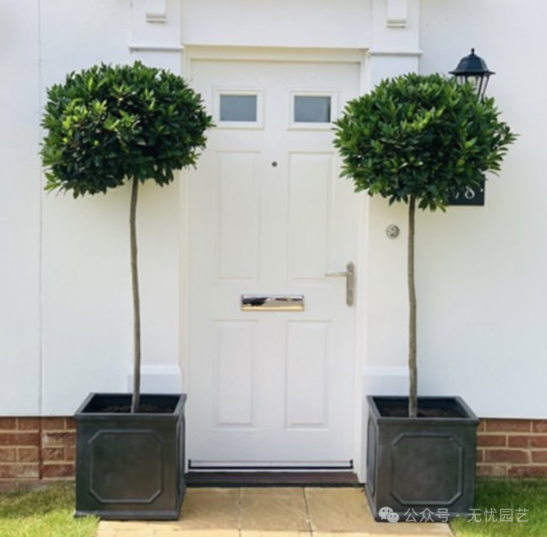 诗人的桂冠独特的香料植物—地中海月桂