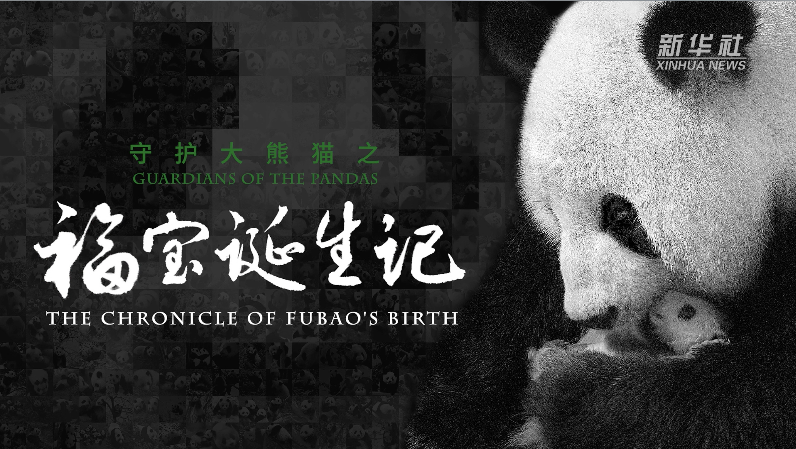 重返森林熊猫纪录片2图片