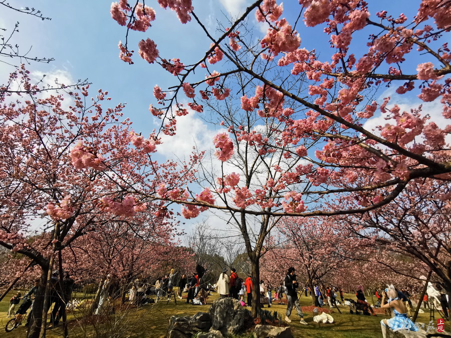 顾村公园里,有人提前为上海樱花节预热