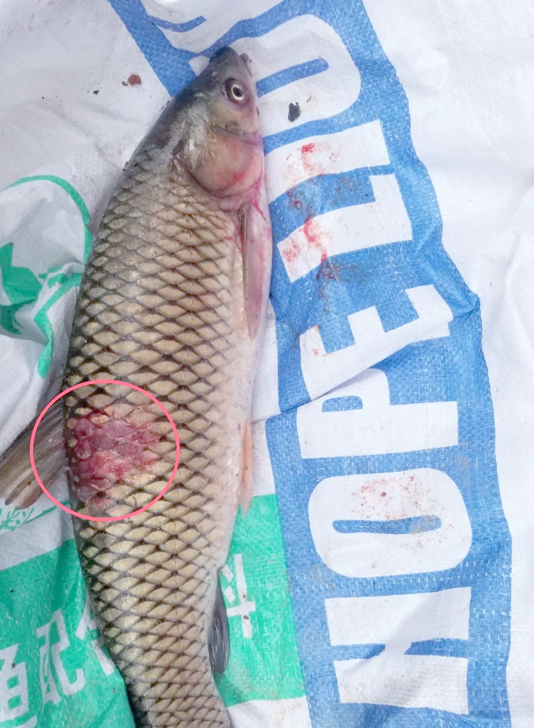 鱼出血病,又称细菌性败血症,是淡水养殖鱼类面临的一种严重疾病