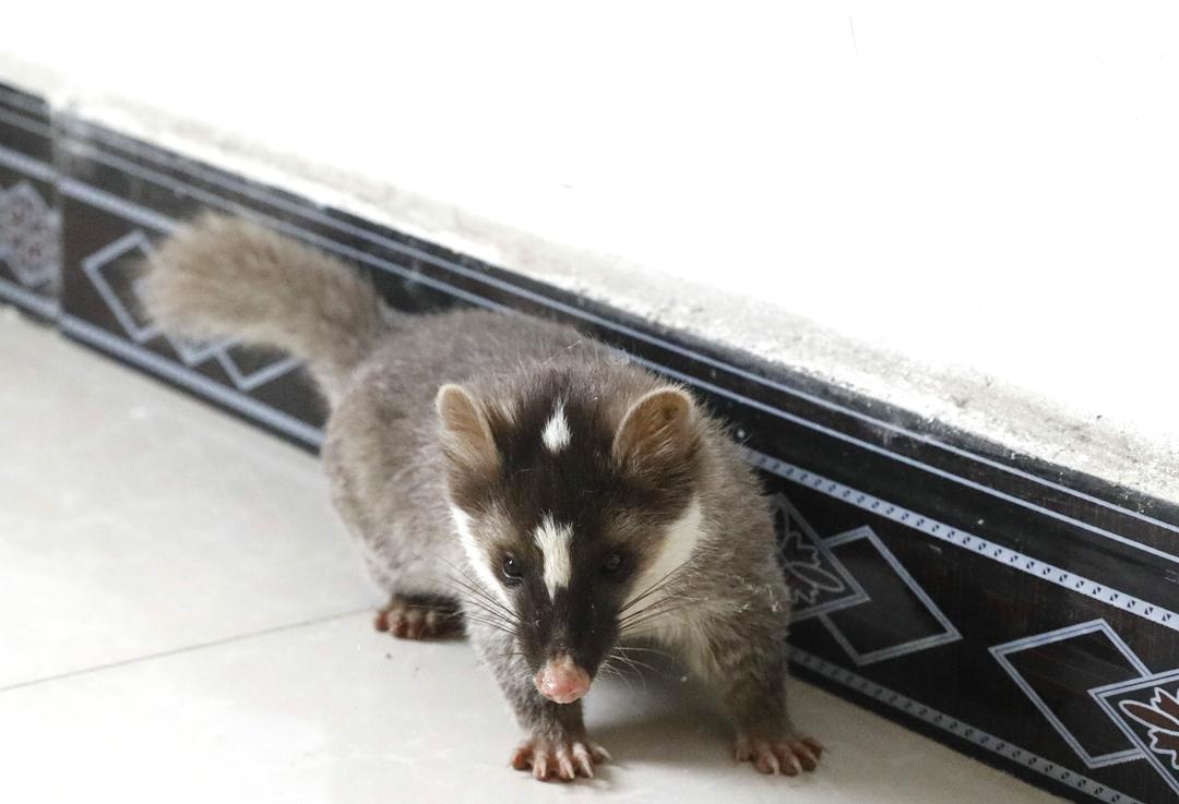 竹山:鼬獾误闯医院部门联合放生