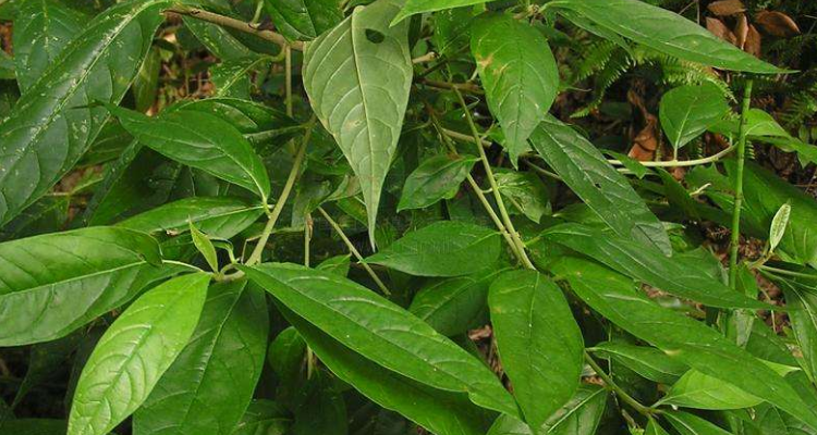 一种叫牛奶奶的植物