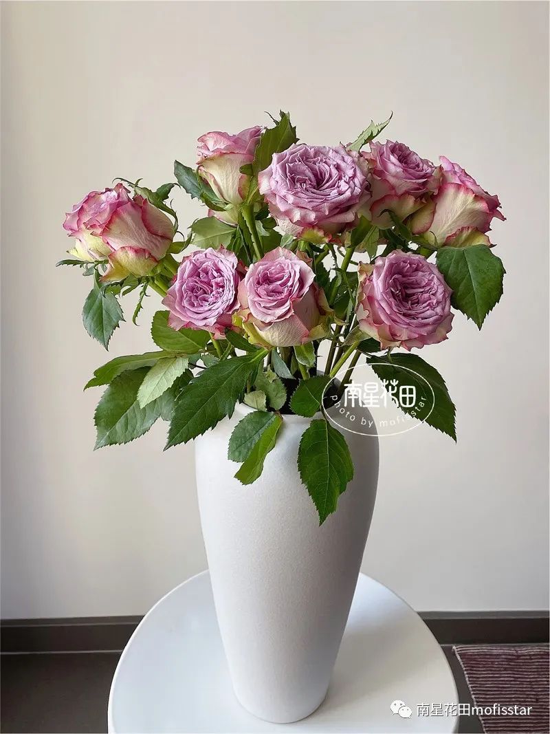 多洛塔玫瑰 · 颓废慵懒之美