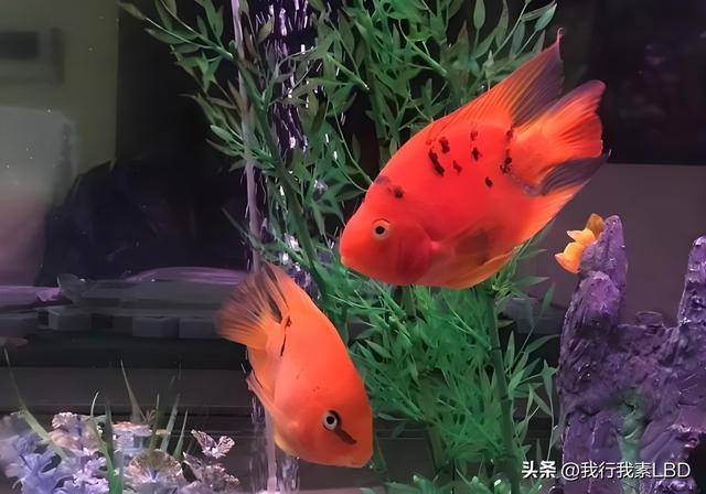 身上有黑线,黑斑怎么办?