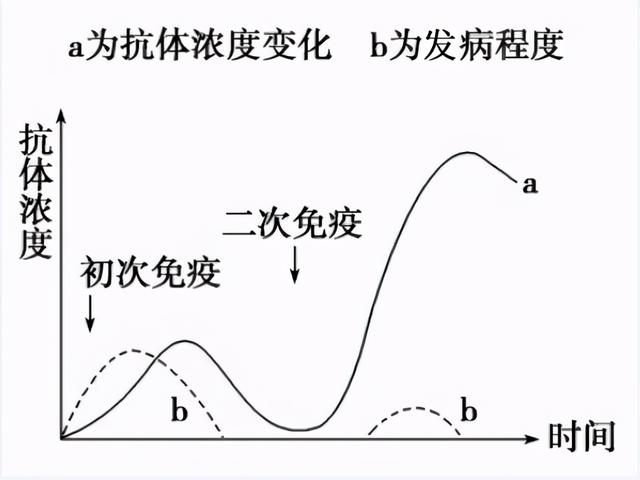 根据免疫机理,疫苗需要在人体内激发出足够多的抗体.