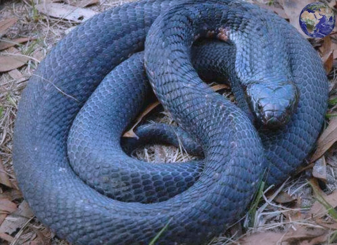 塔斯马尼亚黑虎蛇:毒性极强的毒蛇,世界十大毒蛇排行榜上的佼佼者