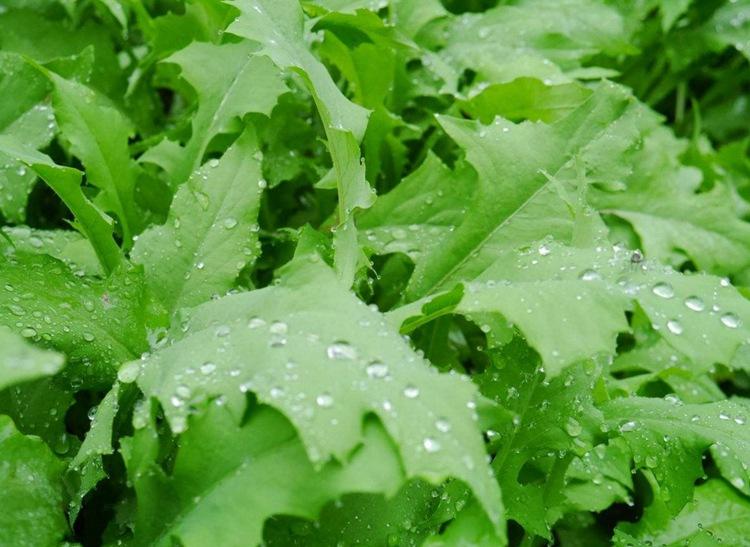 农村常见的"苦菜",也是一味中药,叫"败酱草",你见过吗?