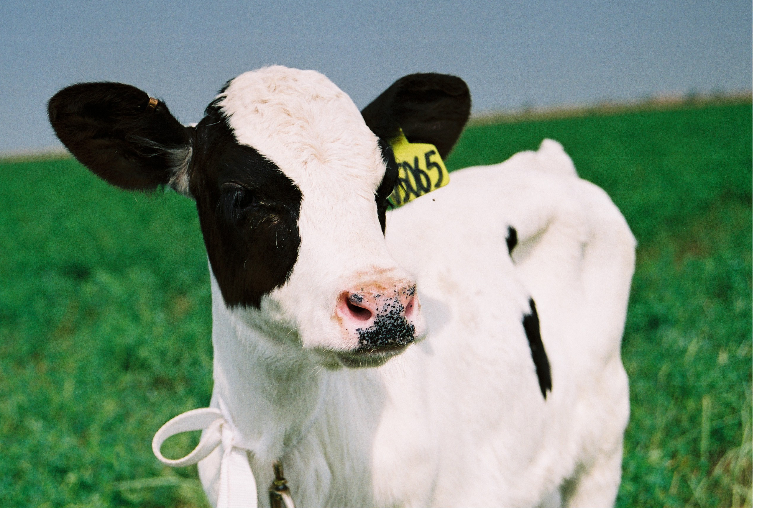 伊利:打造一杯"数字牛奶"