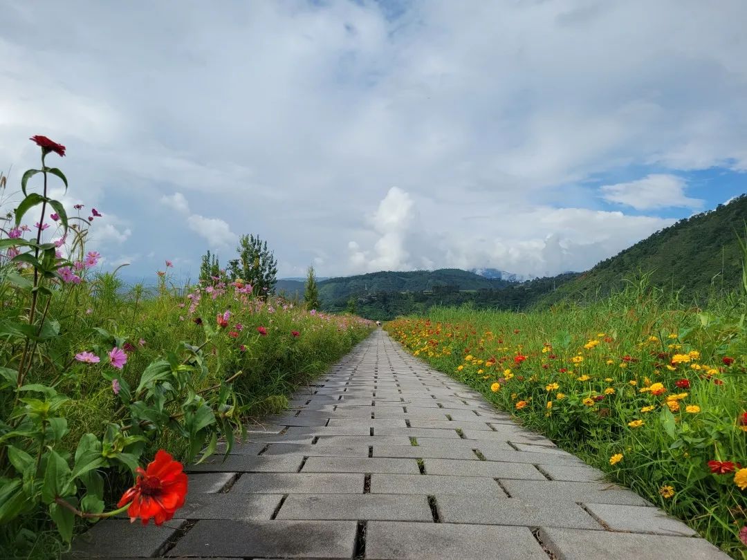 梦回田园|走在湿地的小路上,遇见步步高花海