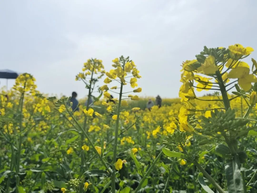 陕西西乡油菜花图片