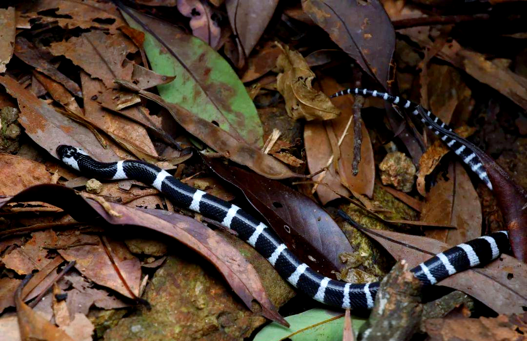 香港多种具有黑白斑纹的蛇类介绍