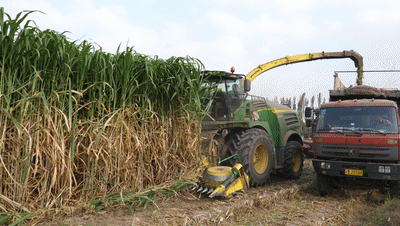 国庆假期,《山海情》中"凌教授"的巨菌草丰收啦
