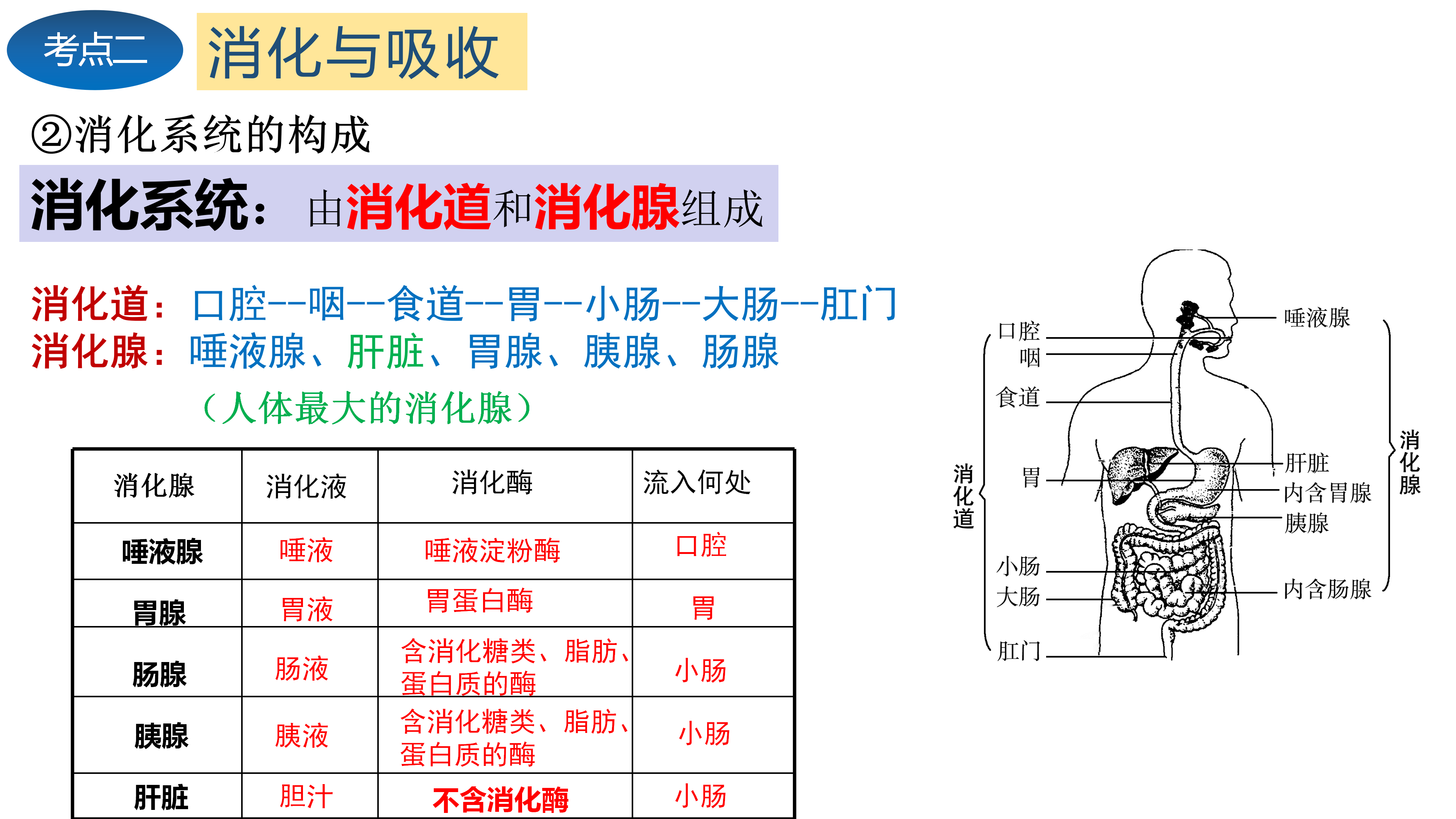 初中生物「人体的营养」考点图文梳理