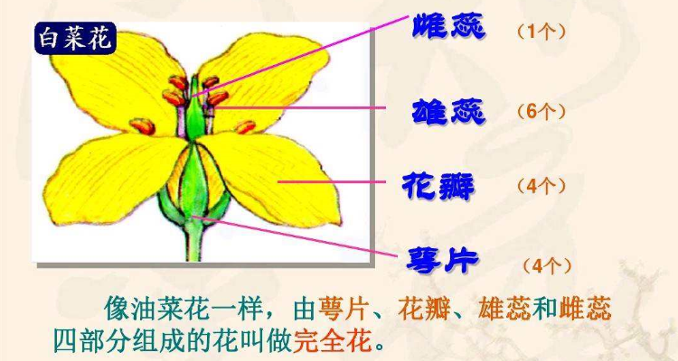 单性花双性花图片