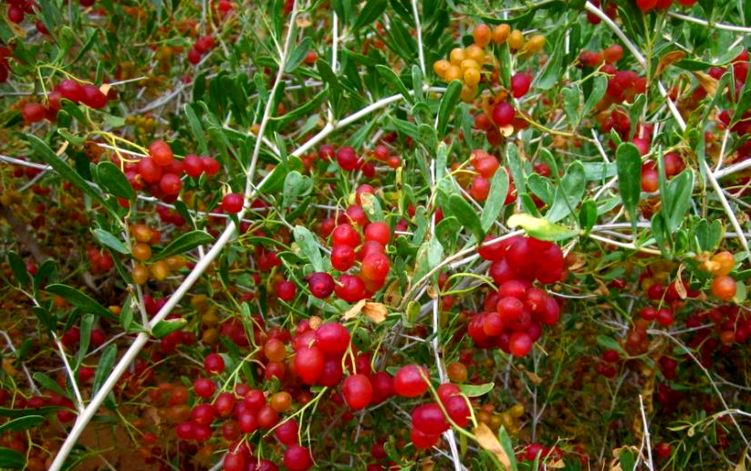 白刺果:沙漠中的绿色瑰宝,营养丰富的野生水果