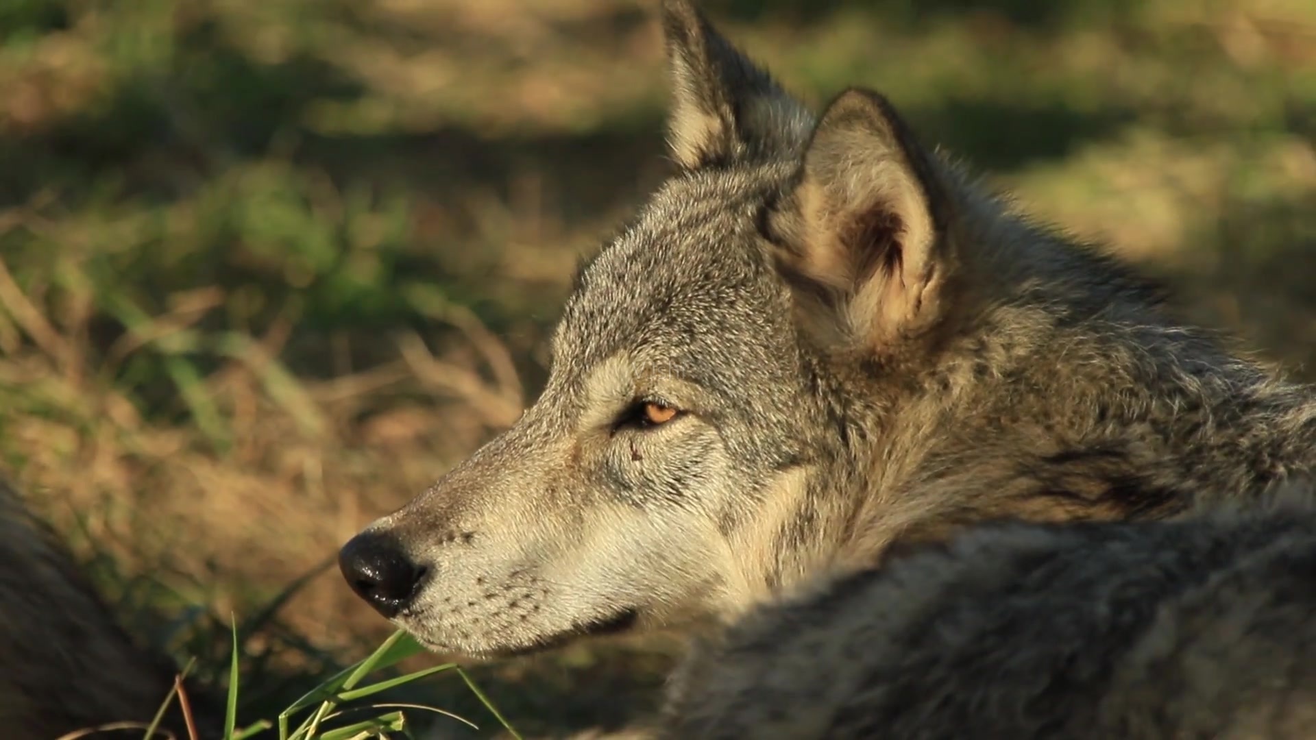 以家庭为单位的狼群,低级狼没有交配权,怎么繁殖自己的后代