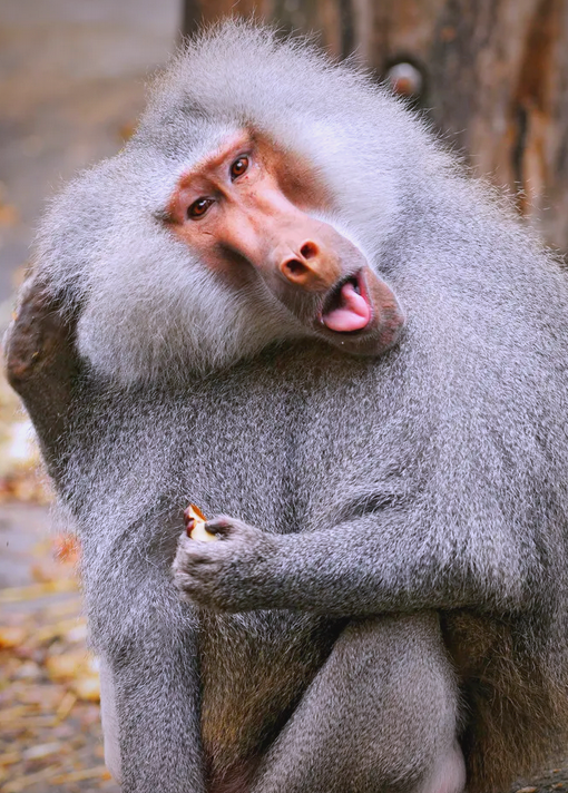 世界上的狒狒:多样猴属探索