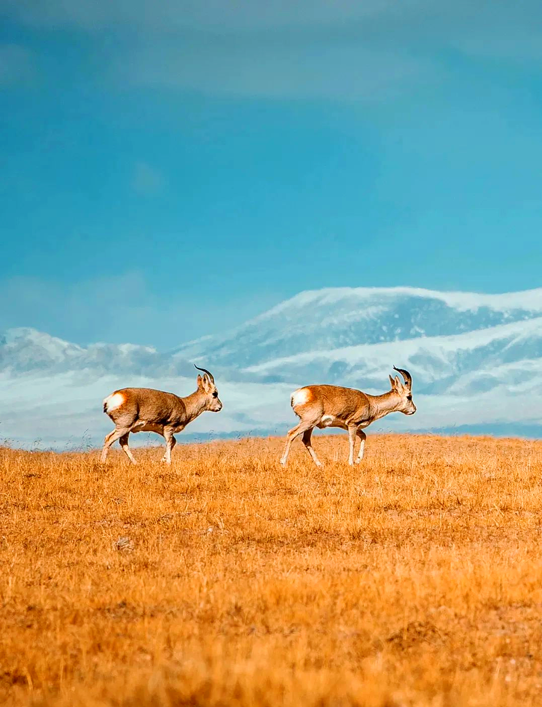 探索可可西里:领略极致荒野与多样美景的生命之旅