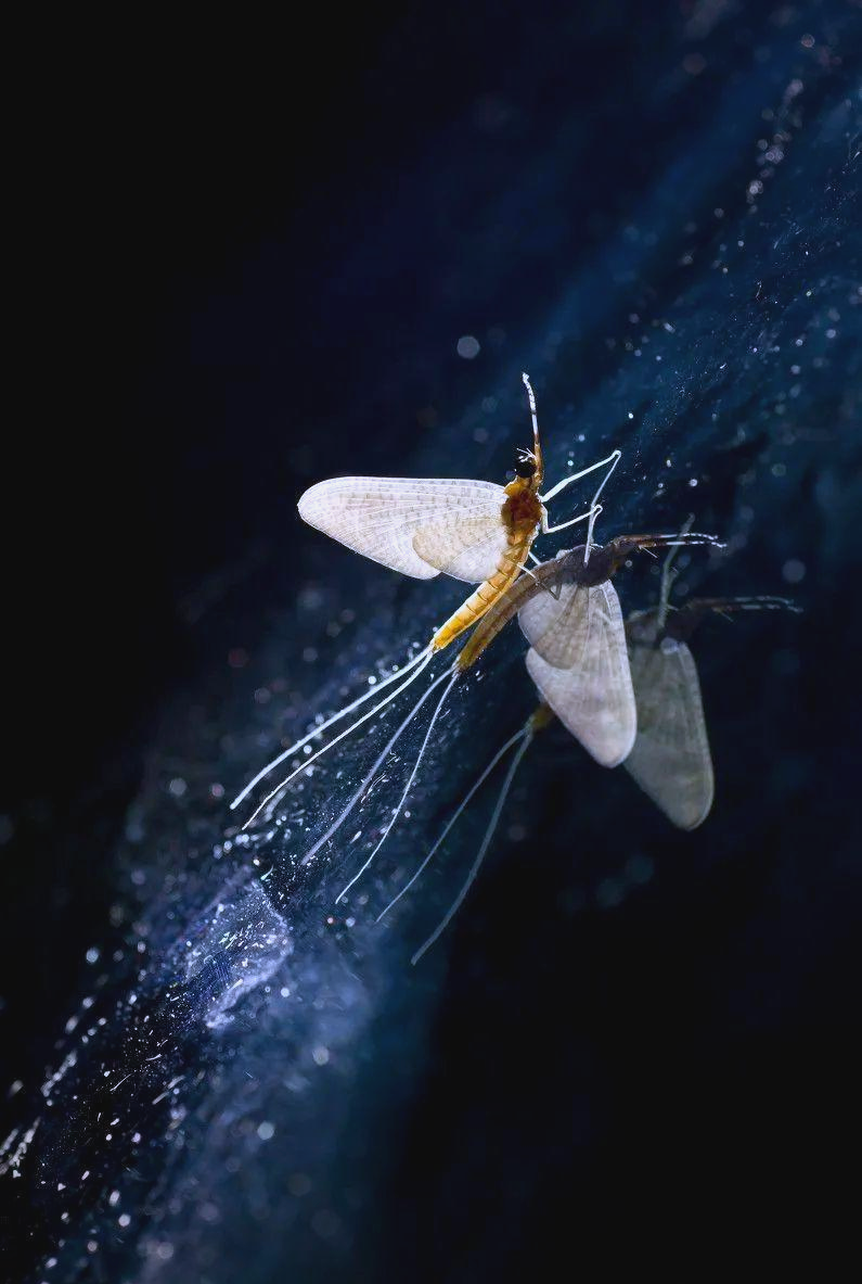 蜉蝣:短暂而古老的生命之旅