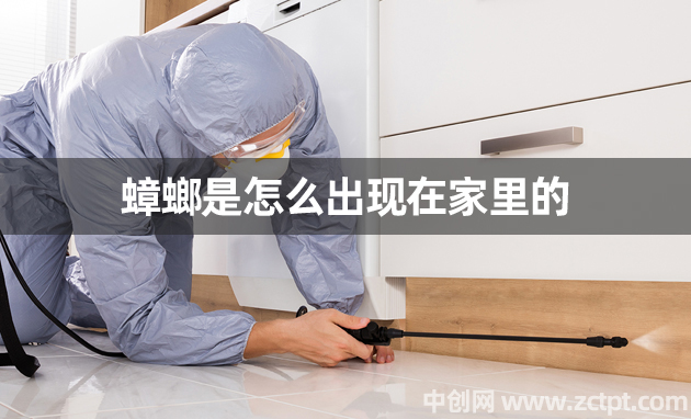 蟑螂是怎么出现在家里的 蟑螂出现家里怎么消除处理 home cockroach/YA