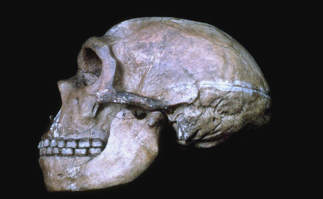 气候变化下的尼安德特人灭绝:发现与研究