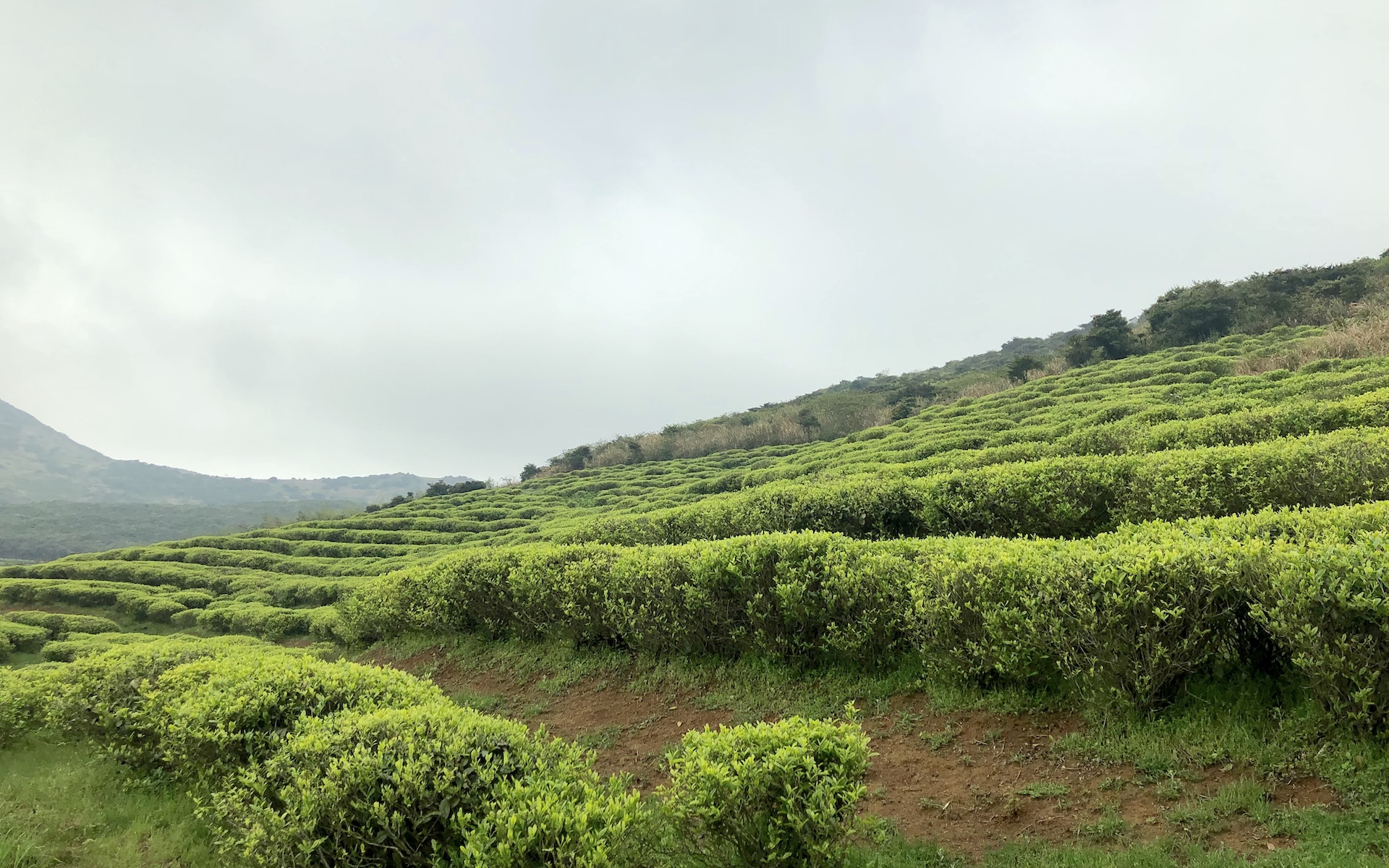 听雨品茶:访福鼎白茶之乡磻溪镇