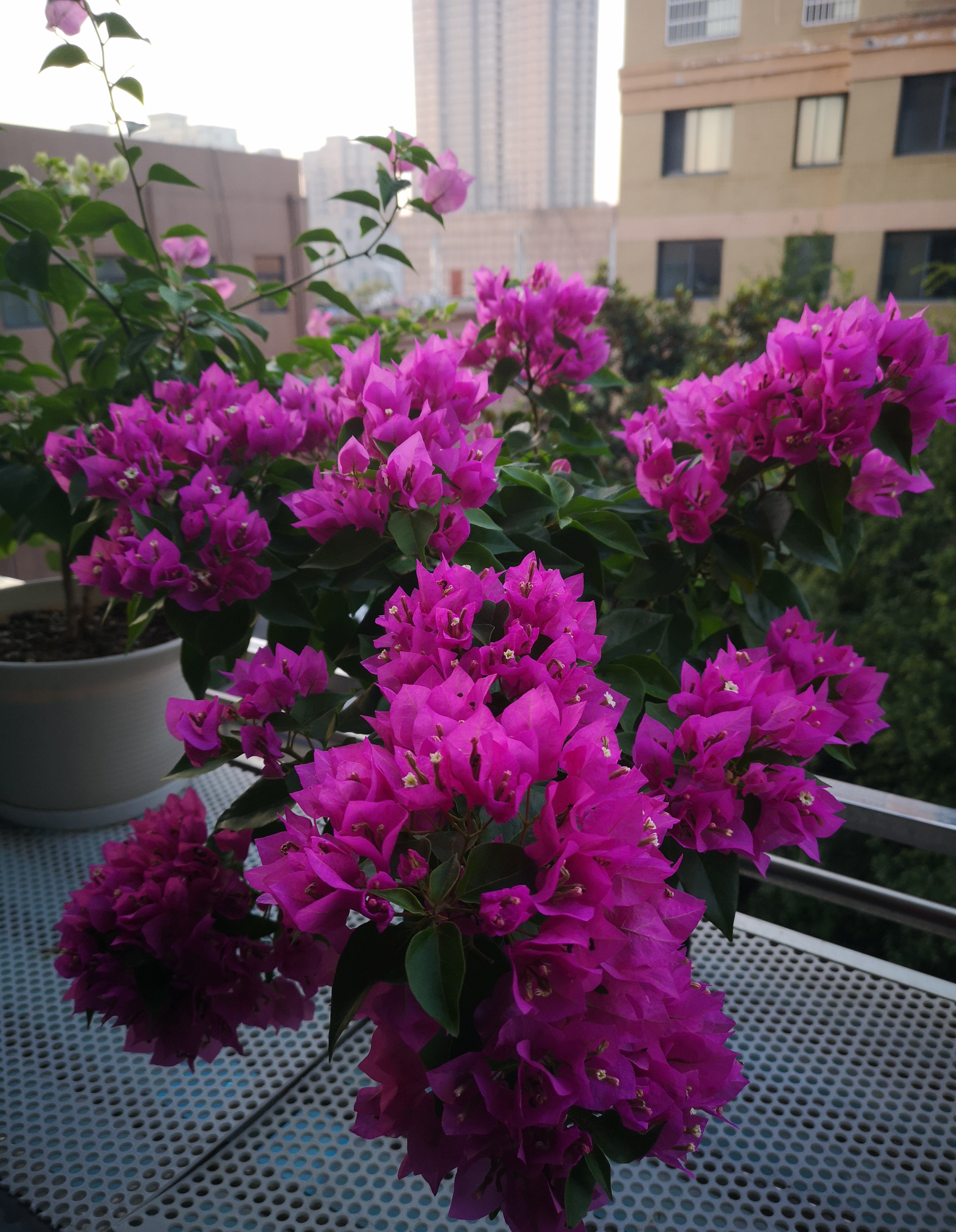 三角梅界的"贵族"—比芭,花色柔美,开花超勤奋,很值得拥有